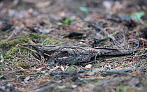 Nightjar (Caprimulgus europaeus) nesting on ground, Hungary May