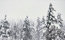 Willow grouse (Lagopus lagopus) perched on top of snow laden tree, Inari Kiilopaa Finland January