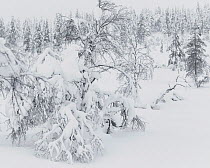 Willow grouse (Lagopus lagopus) extremely well camouflaged below snow laden tree, Inari Kiilopaa Finland January
