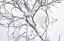 Willow grouse (Lagopus lagopus) feeding in snow laden tree, Inari Kiilopää Finland January