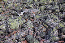 Ptarmigan (Lagopus mutus) camouflaged against rocks in summer plumage, Utsjoki Finland September