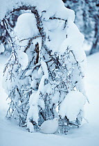 Willow grouse (Lagopus lagopus) sheltering under snow laden tree, Inari Kiilopa Finland January