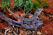 Northern spiny-tailed gecko (Strophurus ciliaris aberrans) camouflaged on dead twig, Exmouth, Western Australia.