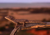 Western spiny tailed gecko (Strophurus strophurus) perched motionless on an Acacia branch overlooking Shark Bay, Western Australia.