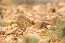 Stone-curlew (Burhinus oedicnemus) camouflaged on rocks, Lanzarote, Canary Islands