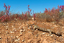 Shingleback lizard (Tiliqua rugosa) camouflaged in desert habitat, Western Australia.