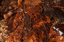 Long-tailed clawed salamander (Onychodactylus fischeri) camouflaged on leaves, captive, occurs in Asia.