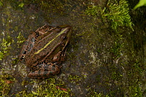 Eurasian Marsh Frog (Pelophylax ridibundus) camouflaged on rock, captive, occurs in Europe.