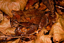 Malayan horned frog (Megophrys nasuta) dark colour phase, camouflaged in leaves. Captive. occurs in Asia.