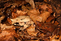 Malayan horned frogs (Megophrys nasuta) in light colour phase, camouflaged in leaves. captive, occurs in Asia.