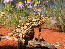 Thorny dragon (Moloch horridus) in desert habitat, Australia.