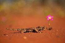 Thorny dragon (Moloch horridus) in desert habitat, Australia.