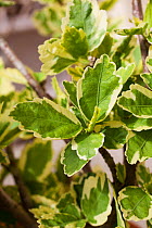 Variegated Hibiscus plant,  close up of leaves.