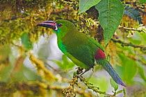 Crimson-rumped toucanet (Aulacorhynchus haematopygus) adult male feeding on rainforest berries Mindo Loma, Ecuador.