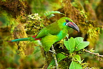 Crimson-rumped toucanet (Aulacorhynchus haematopygus) adult male, feeding on rainforest berries. Mindo Loma, Ecuador