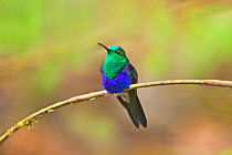 Green-crowned woodnymph (Thalurania fannyi) adult male sitting on thin branch, Milpe, Ecuador