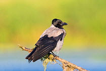 Hooded crow (Corvus corone cornix) adult male sitting on weed covered branch on small island in middle of lake. Danube Delta,  Romania