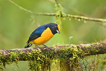 Orange-bellied euphonia (Euphonia xanthogaster) adult male, feeding on rainforest branch. Mindo Loma, Ecuador
