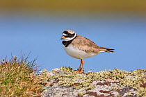 Ringed plover (Charadrius hiaticula) adult male, North Uist,  Outer Hebrides,  Scotland, UK, May.