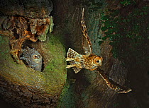 Tawny owl (Strix aluco) adult leaving nest hole after feeding young. Surrey, England. UK
