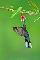 Violet sabrewing  hummingbird (Campylopterus hemileucurus) adult male, feeding in flight.    Costa Rica.