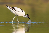 Avocet (Recurvirostra avosetta) adult  'sweep feeding'  in shallow freshwater lagoon. Sinoe Lagoon area,  Romania