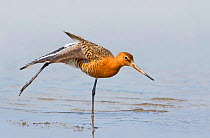 Black-tailed godwit (Limosa limosa) adult male stretching wing after preening, Nevern Estuary, Pembrokeshire, West Wales, UK, April.