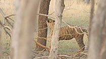 Panning shot of a female Bengal tiger (Panthera tigris tigris) walking through woodland, scent marks a tree, Ranthambore National Park, Rajasthan, India. 2016.