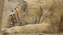 Male Bengal tiger (Panthera tigris tigris), Ranthambore National Park, Rajasthan, India. 2016.