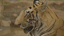 Close-up of a male Bengal tiger (Panthera tigris tigris), Ranthambore National Park, Rajasthan, India. 2016.