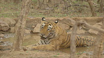 Male Bengal tiger (Panthera tigris tigris) wallowing in a waterhole, Ranthambore National Park, Rajasthan, India. 2016.
