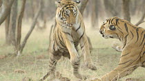 Female Bengal tiger (Panthera tigris tigris) stalking and play fighting with a juvenile male, Ranthambore National Park, Rajasthan, India. 2016.