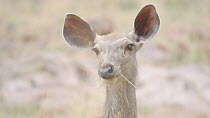 Close-up of an alert Sambar (Rusa unicolor) listening, Ranthambore National Park, Rajasthan, India. 2016.