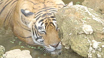 Close-up of a female Bengal tiger (Panthera tigris tigris) wallowing, Ranthambore National Park, Rajasthan, India. 2016.