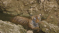 Female Bengal tiger (Panthera tigris tigris) wallowing in a waterhole, Ranthambore National Park, Rajasthan, India. 2016.