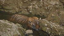 Female Bengal tiger (Panthera tigris tigris) wallowing in a waterhole, Ranthambore National Park, Rajasthan, India. 2016.