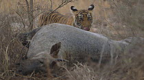 Bengal tiger (Panthera tigris tigris) cub feeding on a dead Nilgai (Boselaphus tragocamelus), Ranthambore National Park, Rajasthan, India. 2016.