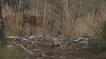 Bengal tiger (Panthera tigris tigris) cub with dead Nilgai (Boselaphus tragocamelus), walks away and greets another cub that walks back to feed, Ranthambore National Park, Rajasthan, India. 2016.