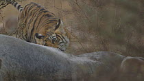 Bengal tiger (Panthera tigris tigris) cub feeding on a dead Nilgai (Boselaphus tragocamelus), Ranthambore National Park, Rajasthan, India. 2016.
