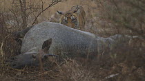Bengal tiger (Panthera tigris tigris) cub in the rain, with dead Nilgai (Boselaphus tragocamelus), Ranthambore National Park, Rajasthan, India. 2016.