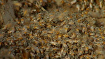 Swarm of Asiatic honey bees (Apis cerana) drinking water, Rathambore National Park, Rajasthan, India. 2016.