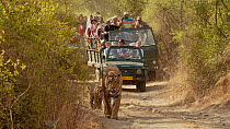 Female Bengal tiger (Panthera tigris tigris) walking along a dirt road with two male cubs, followed by tourist vehicles, Ranthambore National Park, Rajasthan, India. 2016.