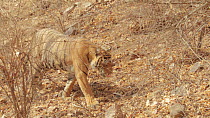 Close-up of a female Bengal tiger (Panthera tigris tigris) walking, Ranthambore National Park, Rajasthan, India. 2016.