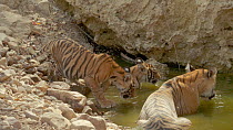 Tracking shot of a male Bengal tiger (Panthera tigris tigris) cub walking to join mother and other cubs wallowing in a waterhole, Ranthambore National Park, Rajasthan, India. 2016.