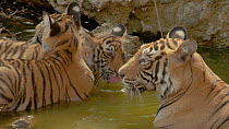 Female Bengal tiger (Panthera tigris tigris) wallowing in a waterhole, with two cubs drinking nearby, Ranthambore National Park, Rajasthan, India. 2016.