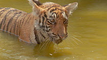 Close-up of a Bengal tiger (Panthera tigris tigris) cub listening whilst wallowing in a waterhole, Ranthambore National Park, Rajasthan, India. 2016.