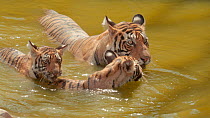 Bengal tiger (Panthera tigris tigris) cubs playing in a waterhole, with their mother wallowing nearby, Ranthambore National Park, Rajasthan, India. 2016.