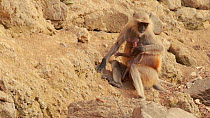Female Dussumier's malabar langur (Semnopithecus dussumieri) and baby eating mud for minerals, Ranthambore National Park, Rajasthan, India. 2016.