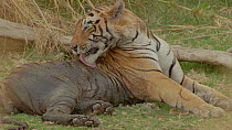 Male Bengal tiger (Panthera tigris tigris) licking mud from its fur after wallowing, Ranthambore National Park, Rajasthan, India. 2016.