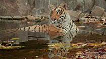 Bengal tiger (Panthera tigris tigris) wallowing in a waterhole, Ranthambore National Park, Rajasthan, India. 2016.